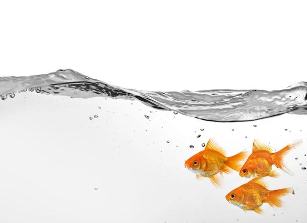 Pequeno grupo de peixinhos dourados na água — Fotografia de Stock