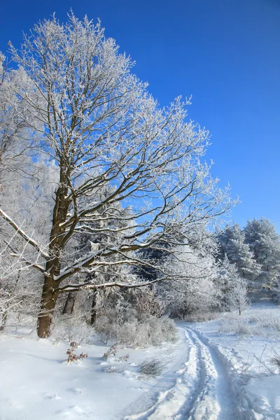 Pista na borda de uma floresta de inverno — Fotografia de Stock