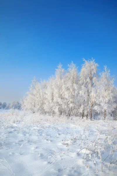 Paysage hivernal sauvage avec gelée blanche — Photo