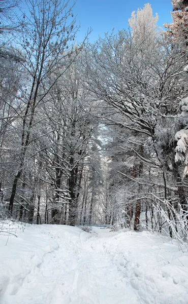 Vandringsled i vinter skog — Stockfoto