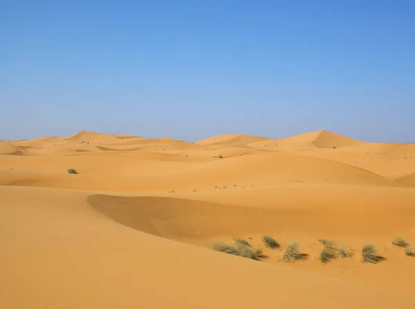 Desert na regen — Stockfoto