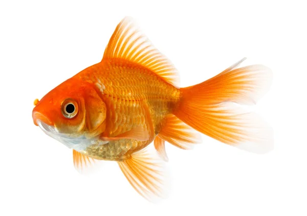 Peixe-dourado isolado sobre branco — Fotografia de Stock