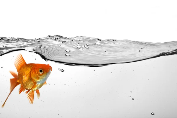 Zlatá rybka ve vodě — Stock fotografie