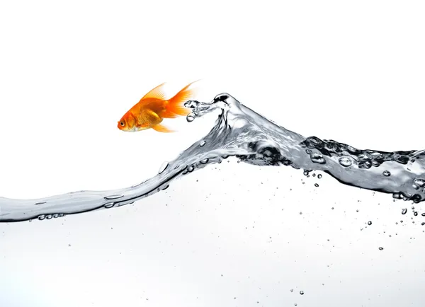 金魚が水から飛び降りる — ストック写真