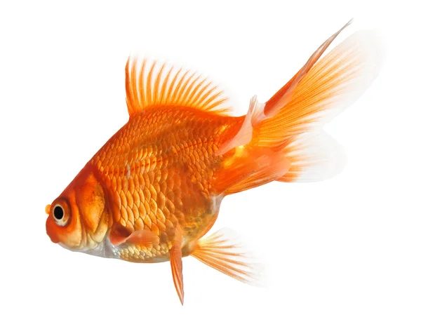 Goldfisch — Stockfoto