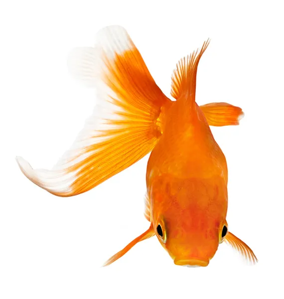 Goldfish view from above — Stock Photo, Image