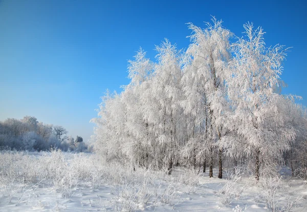 Frost på träd och buskar — Stockfoto