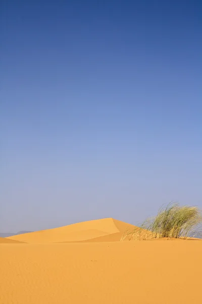 Sulla cima della duna di sabbia — Foto Stock
