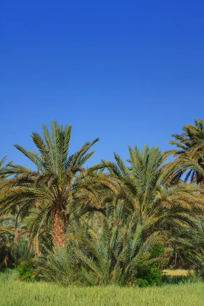 Palm grove — стокове фото