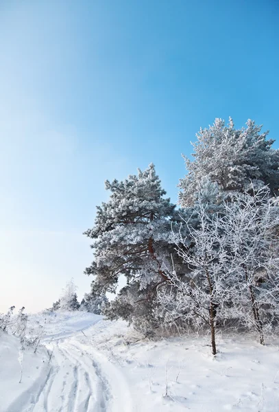 Pista ai margini di una foresta invernale — Foto Stock