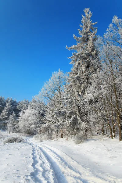 Pista en el borde de un bosque de invierno — Foto de Stock