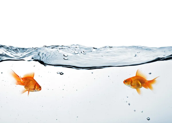 Dois peixinhos dourados na água — Fotografia de Stock