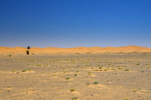 Wide view of the edge of the desert — Stock Photo, Image