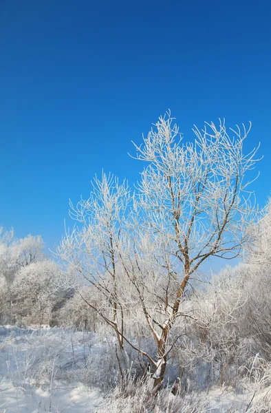 Divoký Zimní krajina s jinovatka — Stock fotografie