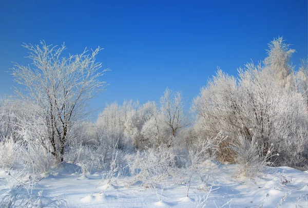 Дикие зимние пейзажи с инеем — стоковое фото