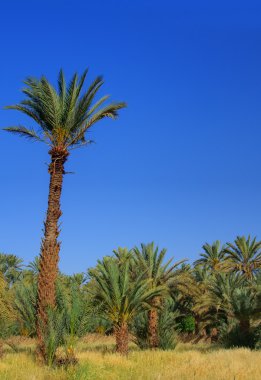 Palmiye Bahçesi