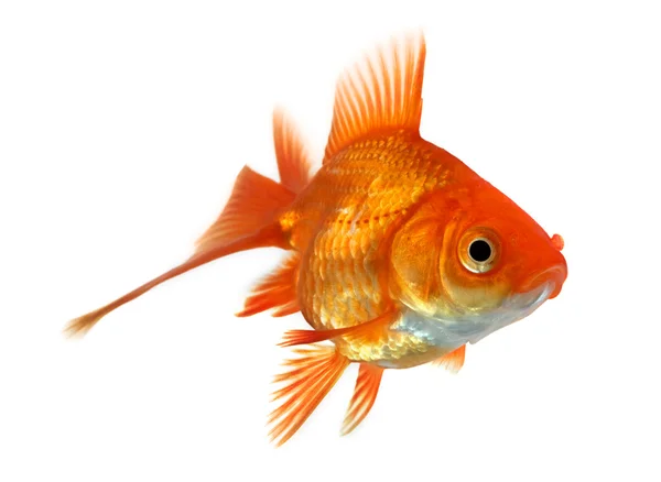 Золота рибка ізольована на білому — стокове фото