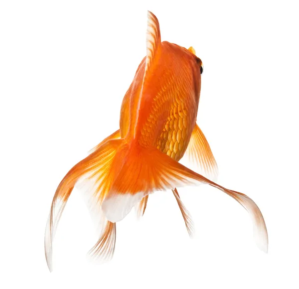 Золота рибка на білому - вид ззаду — стокове фото