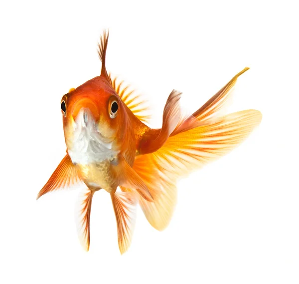 Золота рибка ізольована на білому тлі — стокове фото