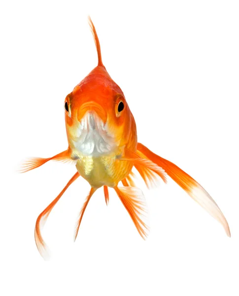 Zlatá rybka na bílém - pohled zepředu — Stock fotografie