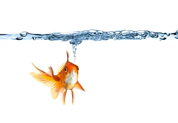 Goldfish fazendo bolhas de ar — Fotografia de Stock