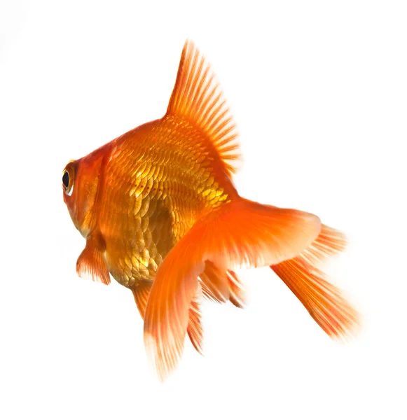Золотая рыбка на белом - вид сзади — стоковое фото