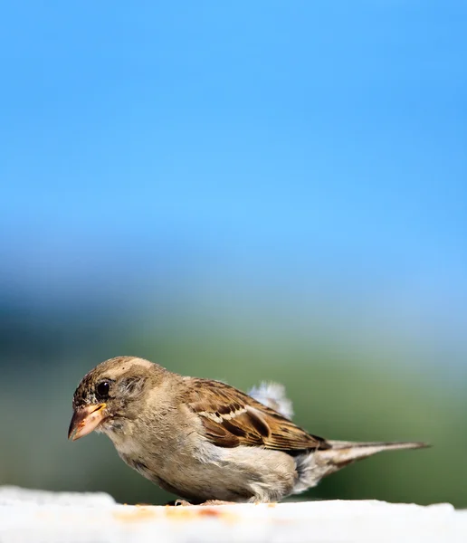 stock image Sparrow