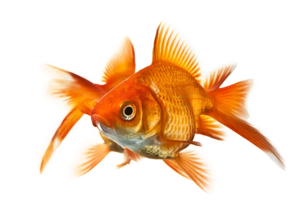 Två goldfish isolerad på vit — Stockfoto