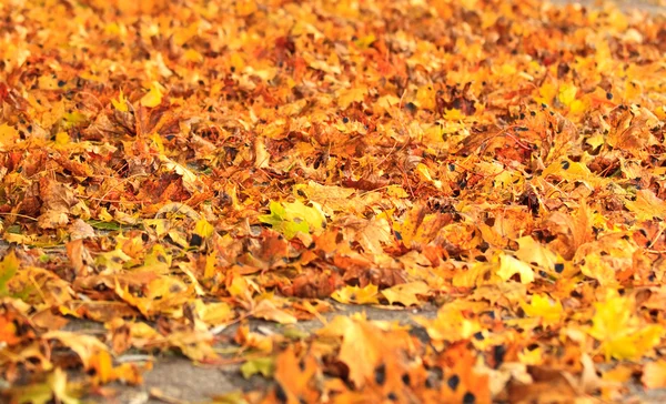 Mar de hojas secas de otoño — Foto de Stock