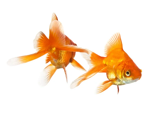 Två goldfish isolerade — Stockfoto