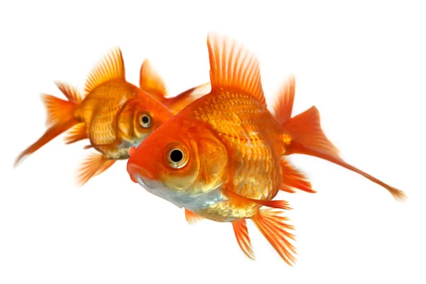 Drei Goldfische isoliert auf weiß — Stockfoto
