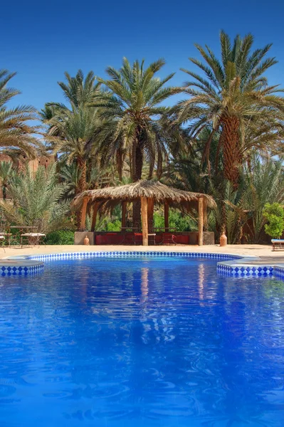Arbor mezi palmami v Maroku — Stock fotografie