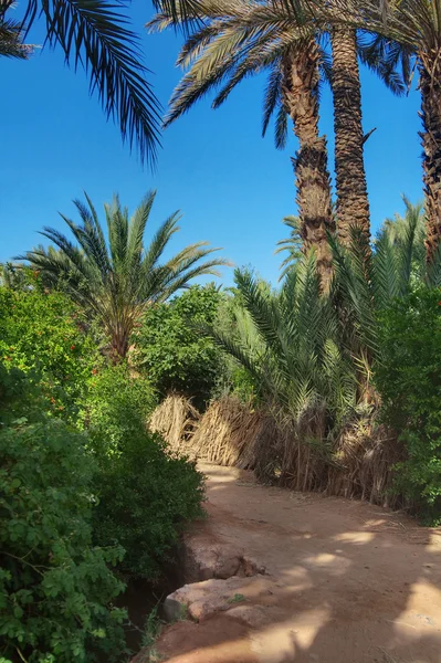 Chodnik w gaju palmowego — Zdjęcie stockowe