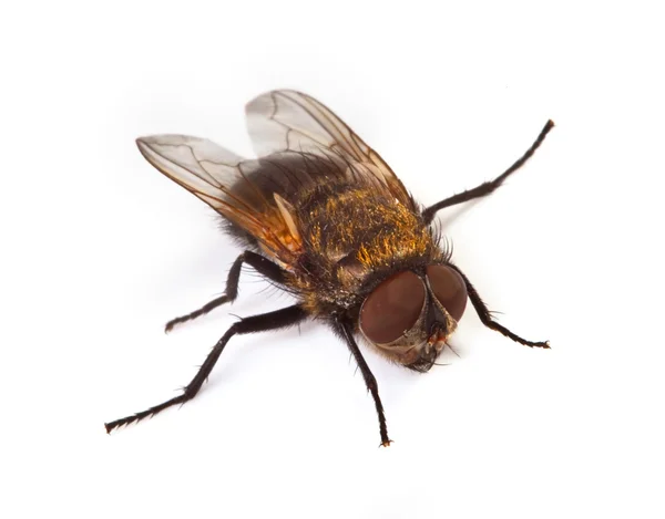 Macro da mosca doméstica — Fotografia de Stock