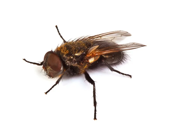 Macro della mosca domestica — Foto Stock