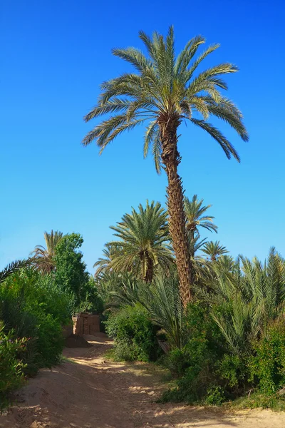 Palmeto in Marocco — Foto Stock