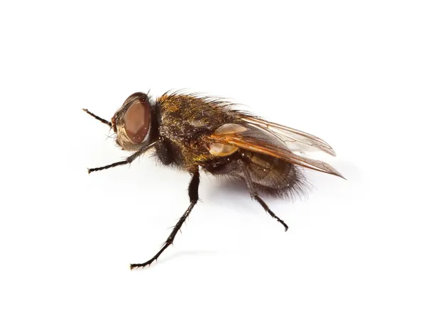 Домашня муха на білому — стокове фото