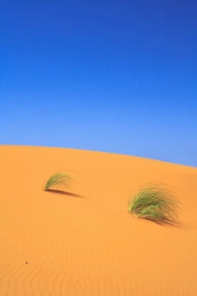 Ciuffi solitari di erba su dune di sabbia — Foto Stock