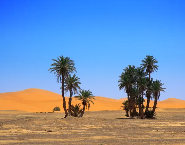 stock image Palm trees and cloudless sky