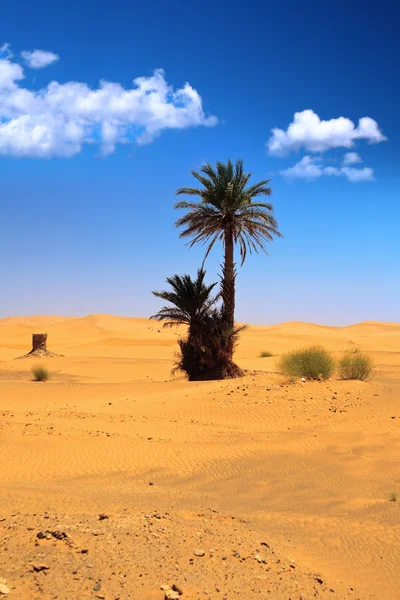 Palm tree a kupovité mraky — Stock fotografie
