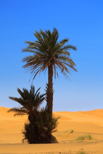 Palma na poušti — Stock fotografie