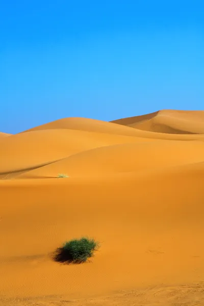 Dune di sabbia e un solitario ciuffo d'erba — Foto Stock