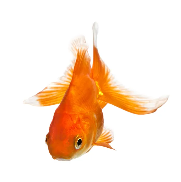 Золотая рыбка изолирована на белом Стоковое Изображение