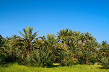 Palm grove in Morocco clipart