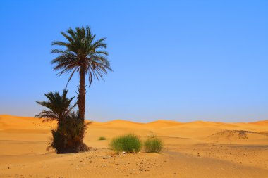 Palm tree on Sahara desert clipart