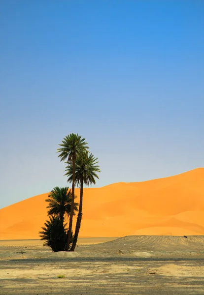 Sahra Çölü kenarında palmiye ağacı — Stok fotoğraf
