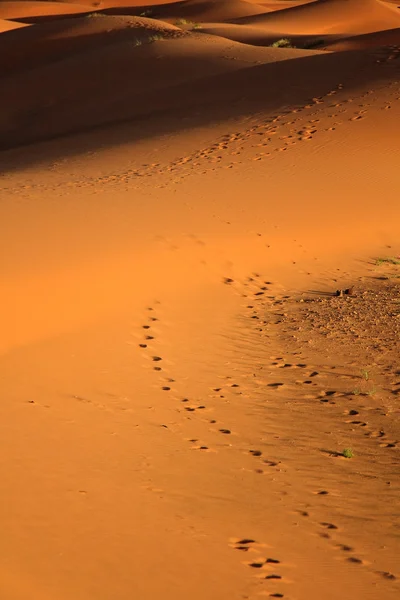 Pôr do sol em dunas de areia — Fotografia de Stock