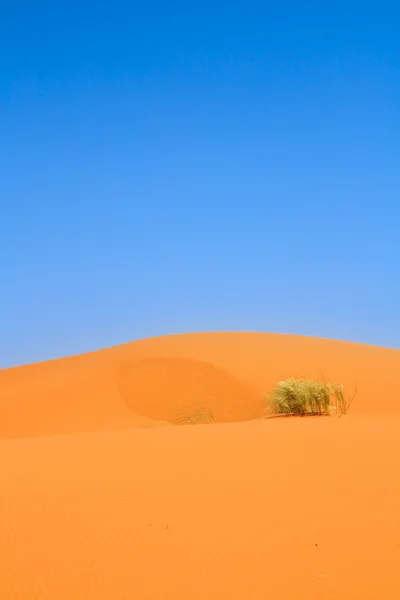 Zandduinen en een eenzame plukje gras — Stockfoto