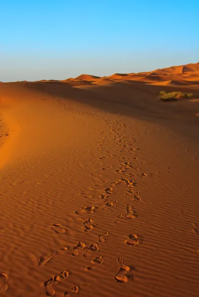 Захід сонця над пустеля Сахара — стокове фото