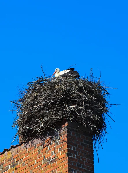 stock image White stork